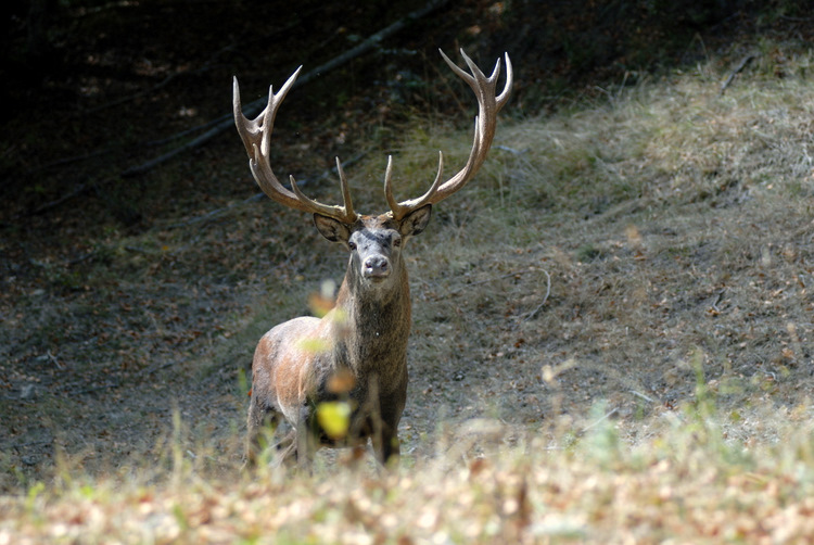 PASSIONE PER IL CERVO